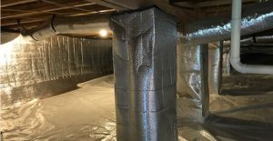 mold testing image
